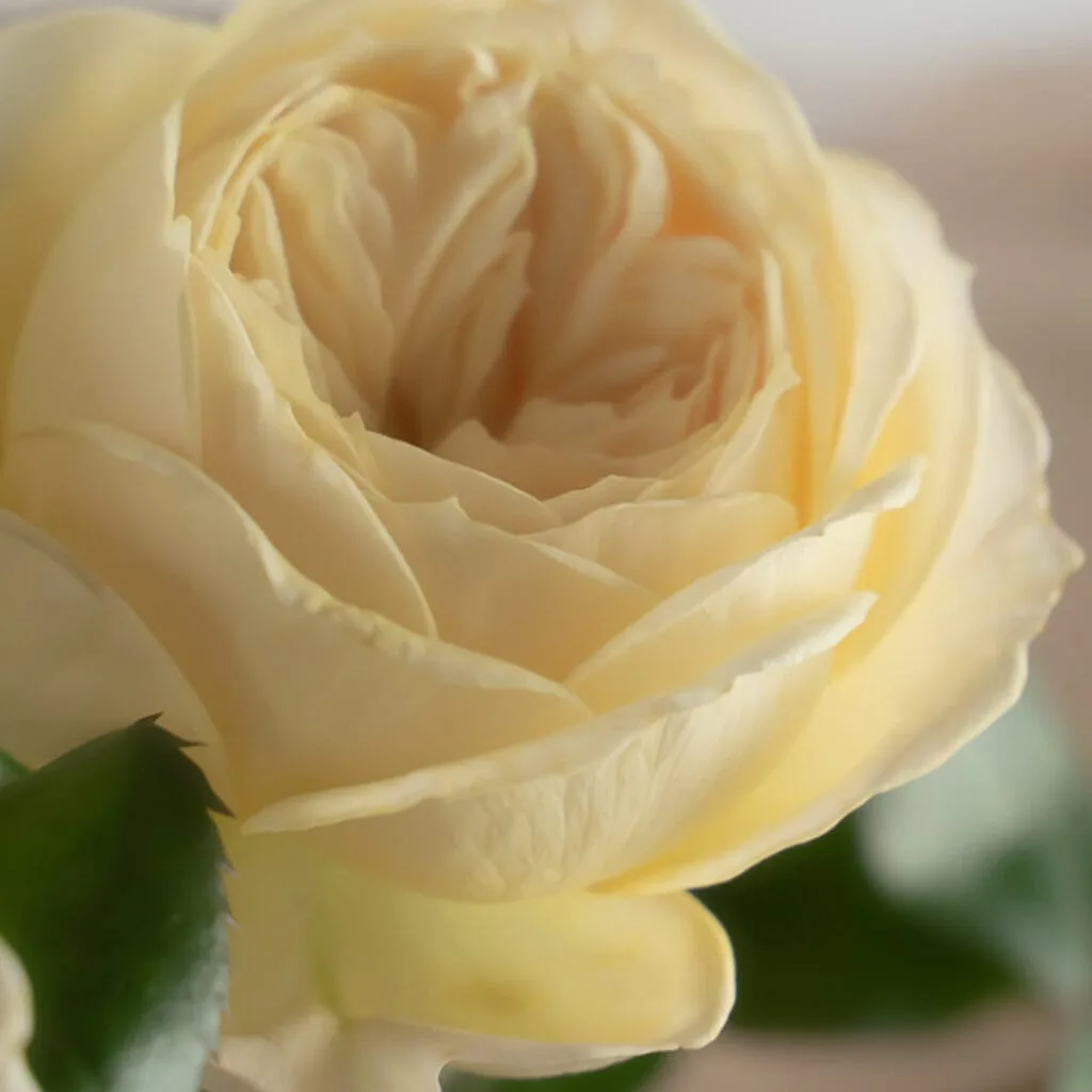 Kukkakoristelut hautajaisiin