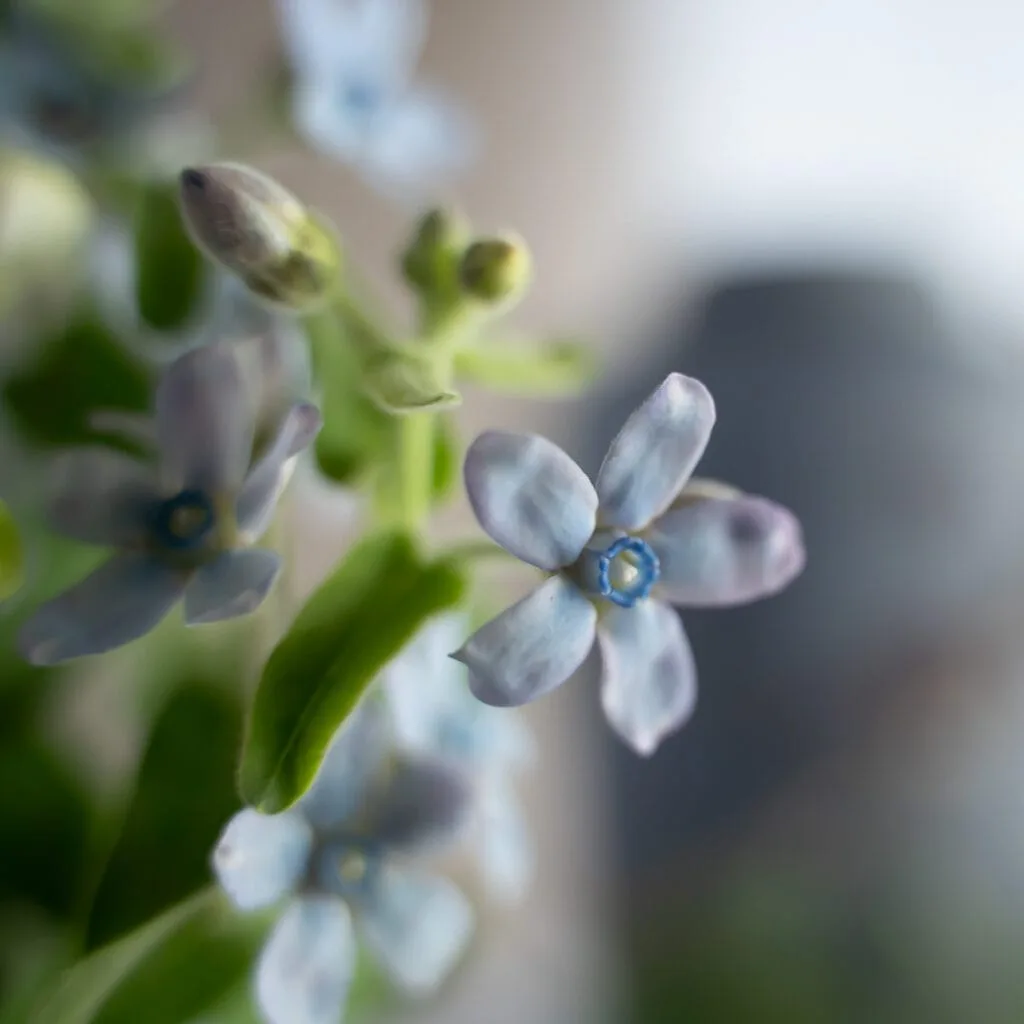 Kukkia hautaustoimistosta